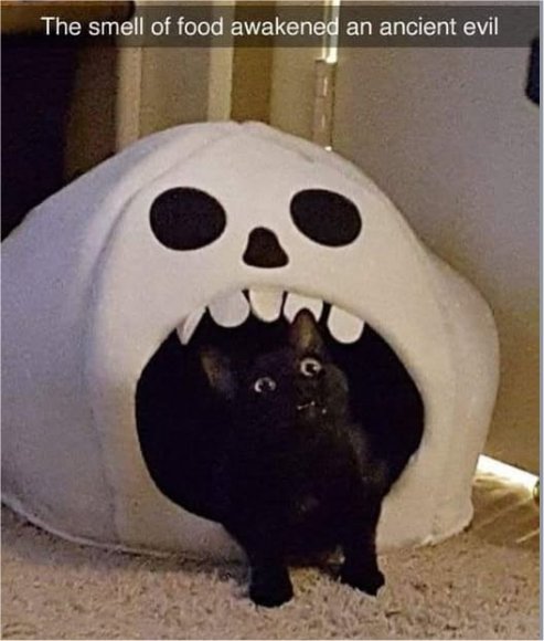 caturday ancient evil majorgeeks.jpg